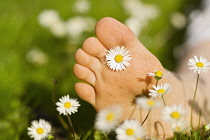 Daisy, Lawn daisy, Bellis perennis.