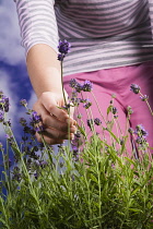 Lavender, Lavandula.