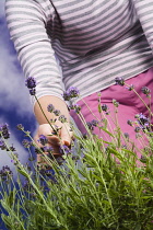 Lavender, Lavandula.