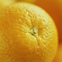 Orange, Citrus sinensis.