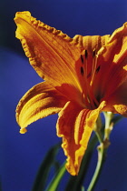 Daylily, Hemerocallis 'Burning gold'.