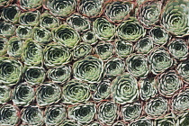 Houseleek, Sempervivum.