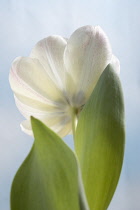 Tulip, Tulipa.