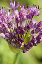 Allium, Allium 'Gladiator'.