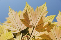 Maple, Acer.