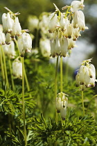 Bleeding heart, Fringed, Dicentra exima.