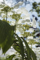 Guelder Rose, Viburnum opulus.