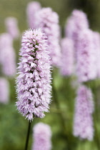 Bistort, Persicaria bistorta.