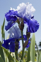 Iris, Bearded iris, Iris germanica.