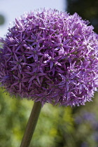 Allium, Allium 'Gladiator'.