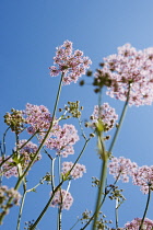 Chervil, Hairy chervil, Chaerophyllum hirsutum 'Roseum'.