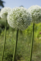 Allium, Allium 'Mount Everest'.