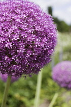 Allium, Allium 'Globemaster'.