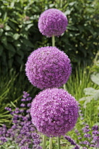 Allium, Allium 'Globemaster'.