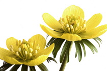 Aconite, Eranthis hyemalis.