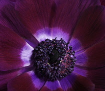 Anemone.