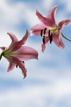 Lily, Lilium.