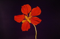 Nasturtium, Tropaeolum majus.