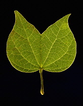 Leaf.