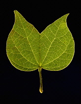 Leaf.