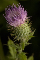 Thistle, Spear thistle, Scotch thistle, Bull thistle, Cirsium vulgare.