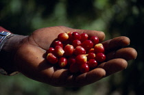 Coffee, Coffea arabica, Cropped shot of hand holding ripe coffee beans. West Indies, Jamaica,
