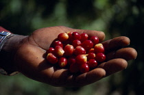 People Harvesting