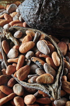 Cocoa bean, Theobroma cacao. Cocoa beans and pod. Mexico, Oaxaca,