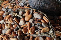 Cocoa bean, Theobroma cacao. Cocoa beans and pod. Mexico, Oaxaca,