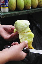 Prickly pear cactus, Opuntia leucotricha. Preparing tunas or cactus fruit, cropped shot of hands holding peeled fruit and knife. Mexico, Bajio, Zacatecas,