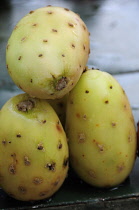 Prickly pear cactus, Opuntia leucotricha. Tunas or cactus fruit. Mexico, Bajio, Zacatecas,