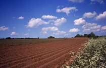 Potato, Solanum tuberosum. Landscape with newly prepared potato field in England, Norfolk,
