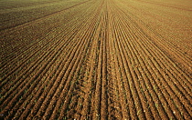 Wheat, Triticum cultivar, Early green shots of winter wheat planted in drills or closely spaced rows. England, Norfolk,