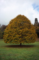Broad leaved Lime tree, Tilia platyphyllos, in autumn foliage.  Wales, Gwent, Monmouth.