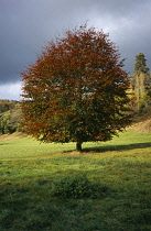 Broad leaved Lime tree, Tilia platyphyllos, in autumn foliage against grey sky.  Wales, Gwent, Monmouth.