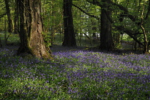 Bluebell, Hyacinthoides non-scripta. Lough Key Forest Park, woodland with bluebells. Ireland, County Roscommon, Boyle,