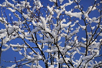 Tree branches covered with melting snow against blue sky. Ireland, County Mayo, Charlestown,