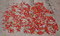 Chilli, Capsicum annuumLaos, Red chilli peppers laid out to dry on woven matting in village on the Mekong River. Laos,