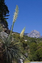 Our Lords candle, Hesperoyucca whipplei. Spikes of creamy yellow flowers extending from rosette of stiff, spine tipped leaves. USA, California, Sequoia National Park,