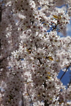 Apple tree, Malus domestica. Branches with massed, white blossoms. England, West Sussex, Chichester.