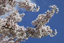 Apple tree, Malus domestica. Branches with massed, white blossoms against blue sky. England, West Sussex, Chichester.