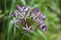 Allium christophii. Close view of spherical umbel of star shaped flowers. England, West Sussex, Chichester,