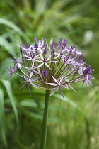 Allium christophii. Close view of spherical umbel of star shaped flowers. England, West Sussex, Chichester,