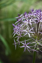 Allium christophii. Close cropped detail of spherical umbel of star shaped flowers. England, West Sussex, Chichester,