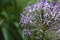 Allium christophii. Close cropped detail of spherical umbel of star shaped flowers. England, West Sussex, Chichester,