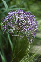 Allium christophii. Close view of spherical umbel of star shaped flowers. England, West Sussex, Chichester,