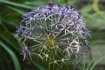 Allium christophii. Close cropped view of spherical umbel of star shaped flowers. England, West Sussex, Chichester,