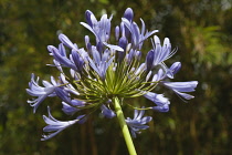 Agapanthus. Close up of Agapanthus africanus, umbel of blue, trumpet shaped flowers. England, West Sussex, Chichester.
