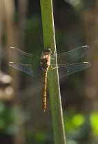 Dragonfly on stem of Agapanthus. England, West Sussex, Chichester.