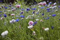 Cornflower, Centaurea cyanus. Meadow of mixed wild flowers including white, pink and blue cornflowers. England, West Sussex, Chichester,